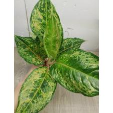 Aglaonema Prakaipet hybrid A-65