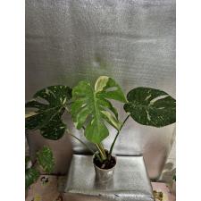 Monstera deliciosa ‘Thai Constellation’ pot 3500р