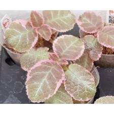 Episcia 'Pink Smoke' pot