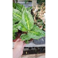 Aglaonema sp 07.09 d 12 cm pot