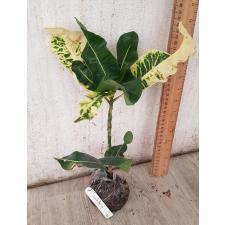 Codiaeum Chang Puek 86