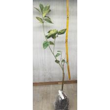Citrus sinensis (yellow margin leaf) 55