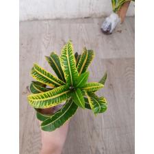 Codiaeum A21 Khao kae