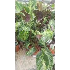 Calathea sp electric shock 14 cm pot