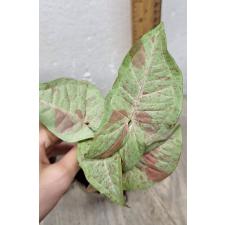 Syngonium 'Pink Spot' 