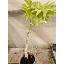 Philodendron warscewiczii L pot 1200p