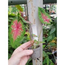 Caladium c1