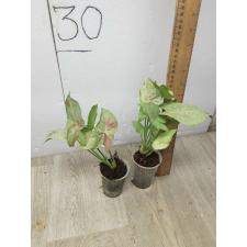 Syngonium 'Pink Spot' 