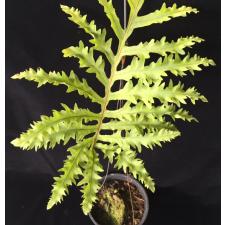 Phlebodium aureum cv. Special Mandaianum.