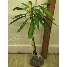 Поутерия кампечиана (Мексика)(Желтая варегатность)(Привитый) / Pouteria campechiana (Mexico)(yellow variegated)(grafted) 234