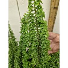 Nephrolepis exaltata cv. Wagneri L