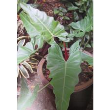 Philodendron sp.(T02) 