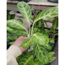 Aglaonema P-4 Gold spoon