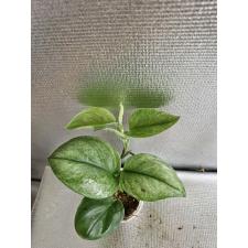 Scindapsus Treubii Moonlight Mint