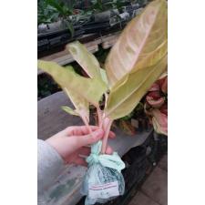 Aglaonema P-12 Frozen