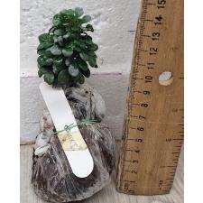 Аглайя одората Карлик / Aglaia odorata Dwarf (S) 3