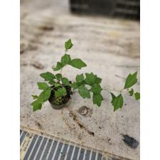 Plant sp gmelina philippensis S