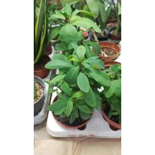 Euphorbia Milii red