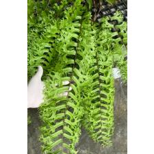 Nephrolepis sp.(T02) 220/3