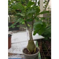 Adenium (Purple and double flower) 5 pot