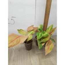 Aglaonema NEW7 sour sweet