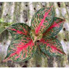 Aglaonema Treasure of Siam 141