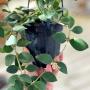 Hoya nummularioides