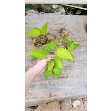 Epipremnum Golden Potos 250p
