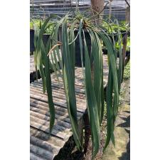 Anthurium vittarifolium(green leaf) 184