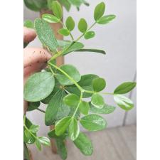 гваяковое дерево 4-ех листный / Guaiacum officinale (4 leaflet). 125