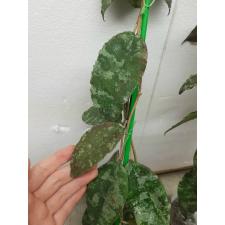 Hoya caudata (select clone)(#49) 310