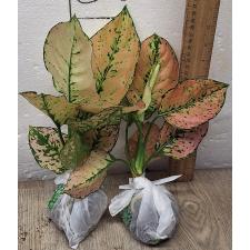 Аглаонема Камкун номер 2 / Aglaonema Kamkoon no.2 A-139