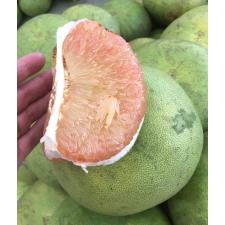 Цитрус максима «Тхонг Ди» (привитый) / Citrus maxima 'Thong Dee' (Grafted)