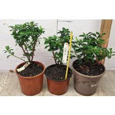 Иксора (Т15) белый цветок / Ixora sp.(T15) white flower