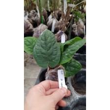 Anthurium radicans 213