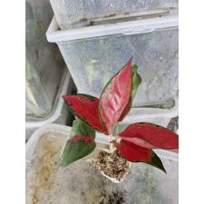 Aglaonema sp red стакан 900p