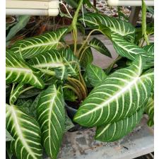 Alocasia lindenii (Xanthosoma lindenii) 14 cm pot 950p