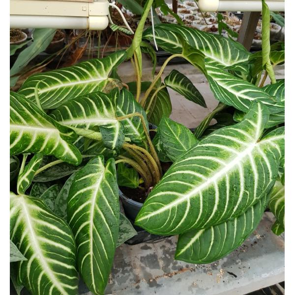 Alocasia lindenii (Xanthosoma lindenii) 14 cm pot 950p