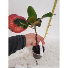 Codiaeum Sethee  325
