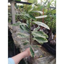 Ixora finlaysoniana albomarginata 379