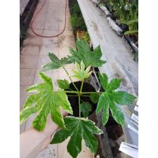 Fatsia Japonica 'variegata' 12 cm pot