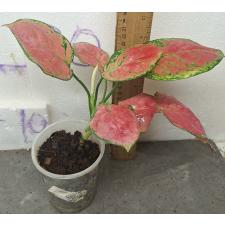 Аглаонема супер розовая. / Aglaonema Super Pink A-41