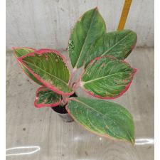 Aglaonema Lipstick thai