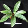 Philodendron sp.(T17)