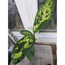 Dieffenbachia Sethee Roenthong pot Д 1200р