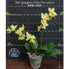 Фаленопсис Янгхом «Голден Пикси» (пелорик) / Phal. Younghome Golden Pixie (peloric)