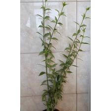 Allamanda sp.(T05) 'Silver leaf' (yellow flower) по 3500р