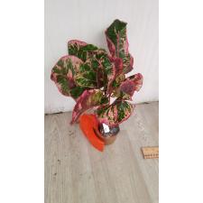 Codiaeum Siam Pink  99/1 november. 2200p