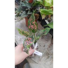 Aglaonema Rub Ngern Rub Thong 52