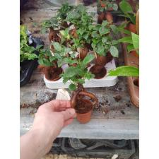 Ficus Microcarpa 'ginseng' P6